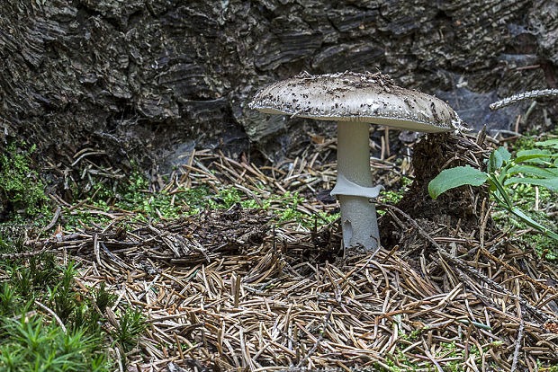 muchotrávka hrubá Amanita excelsa (Fr.) Bertill.