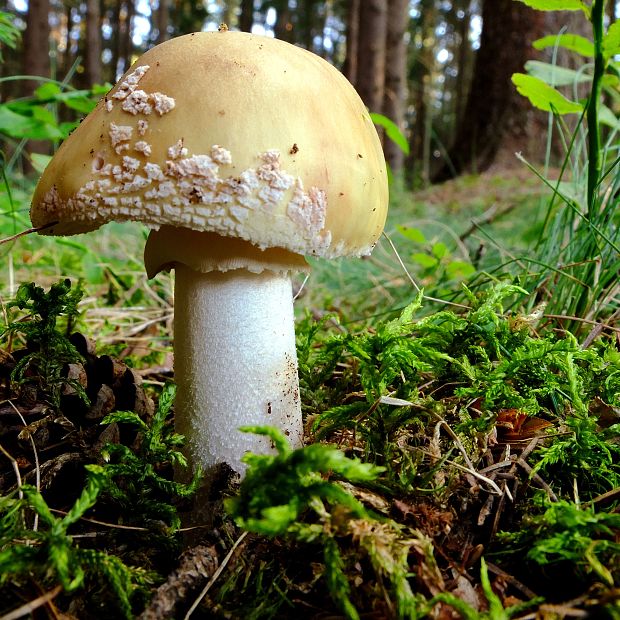 muchotrávka červenkastá Amanita rubescens Pers.