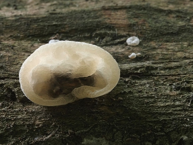 uchovec bazový biely Auricularia auricula-judae var. lactea Quél