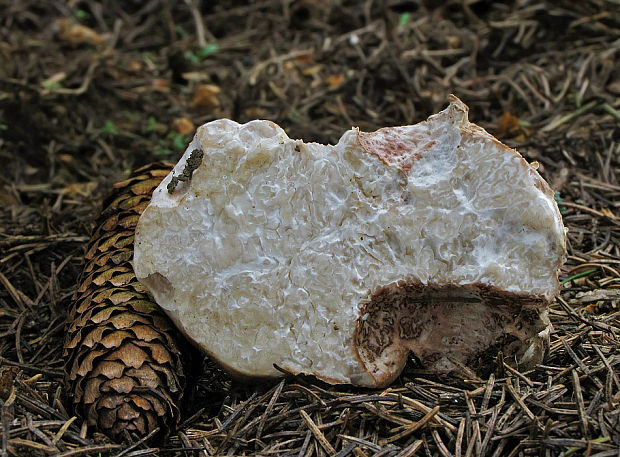 bielohľuzovka obyčajná Choiromyces meandriformis Vittad.