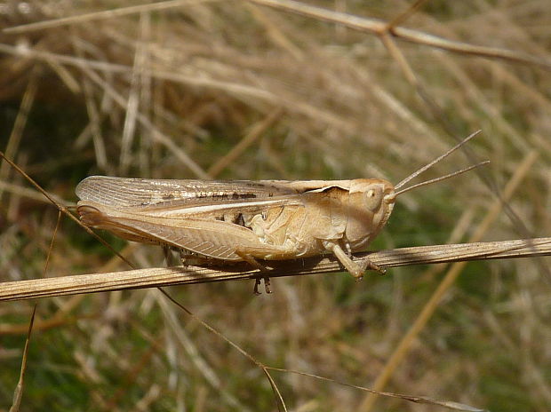 koník  Chorthippus albomarginatus