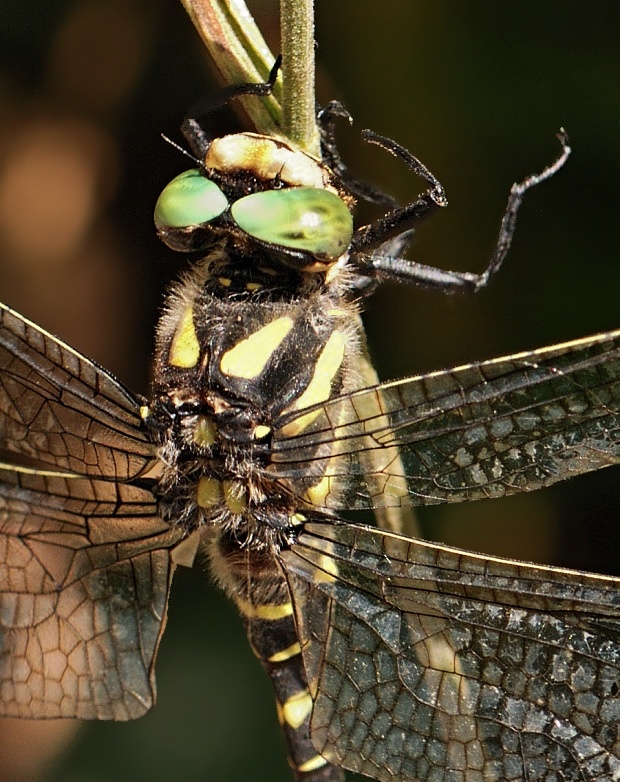 pásikavec Cordulegaster bidentata