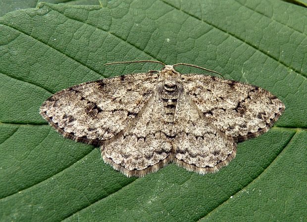 kôrovka orlíčková Ectropis crepuscularia