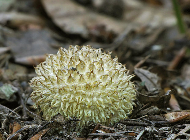 prášnica pichliačová Lycoperdon echinatum Pers.