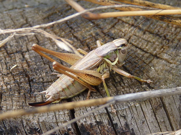 kobylka  Metrioptera roeselii