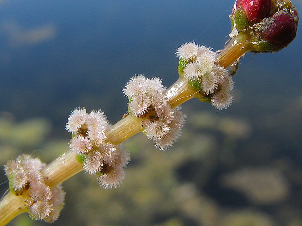 stolístok klasnatý/stolístek klasnatý Myriophyllum spicatum L.