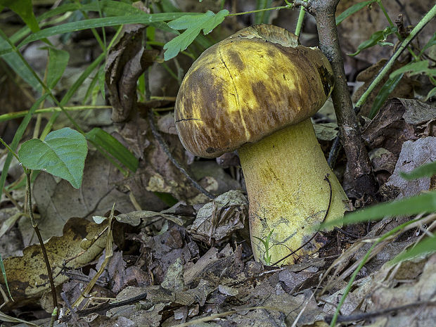 hríb zrnitohlúbikový odfarbený Neoboletus xanthopus (Quél.) Krieglst.