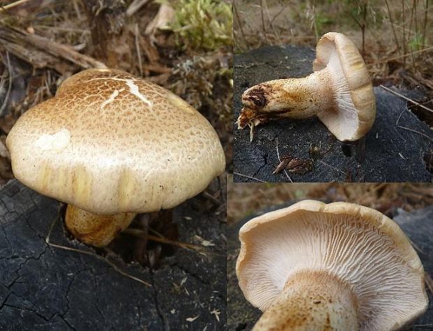 húževnatec šupinatý Neolentinus lepideus (Fr.) Redhead & Ginns