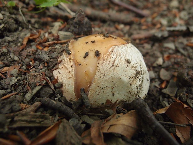 hadovka smradľavá Phallus impudicus L.