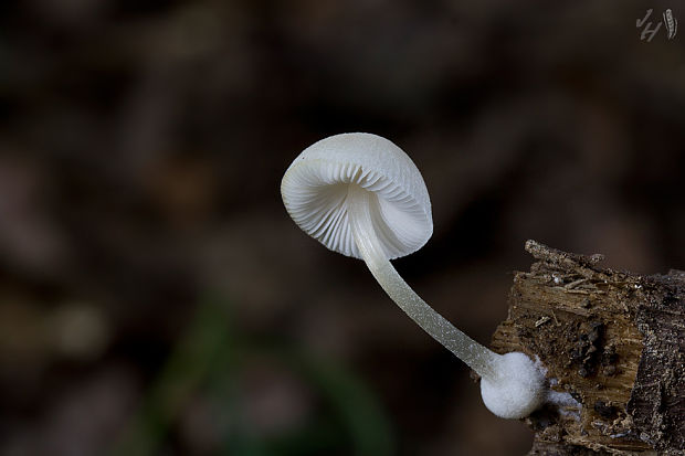 štítovka hľúzkovitá Pluteus semibulbosus (Lasch) Quél.