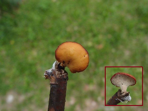 trúdnik Polyporus sp.