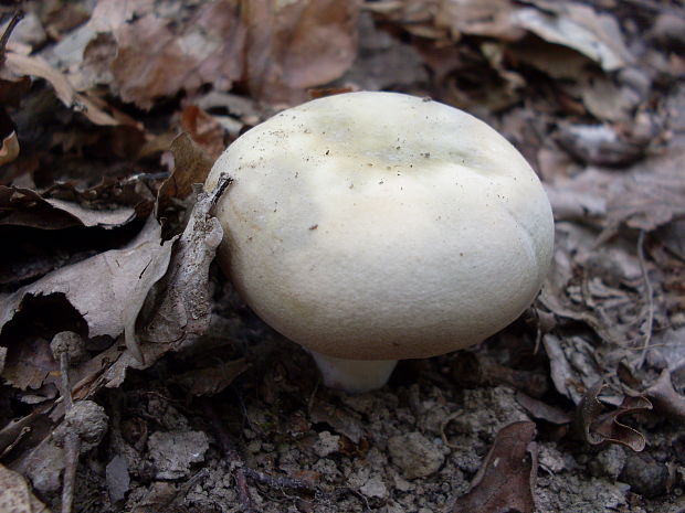 plávka Russula sp.