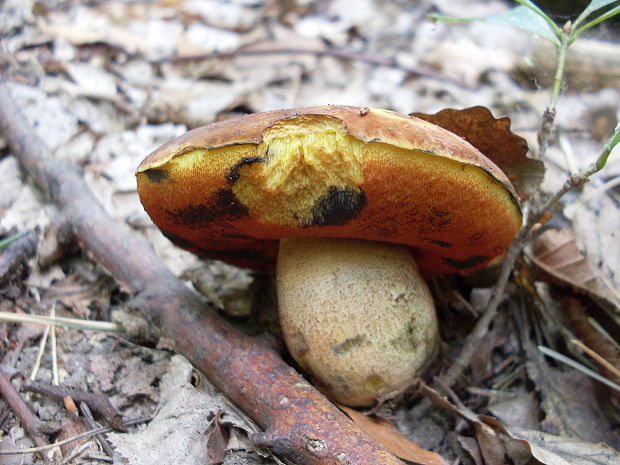 hríb zrnitohlúbikový Sutorius luridiformis (Rostk.) G. Wu & Zhu L. Yang