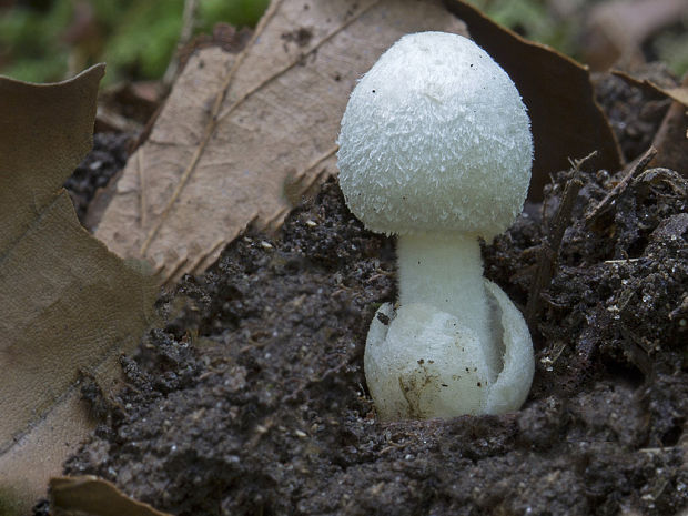 pošvovec malý Volvariella cf. pusilla (Pers.) Singer