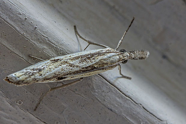 trávovec prúžkatý   Agriphila inquinatella L.