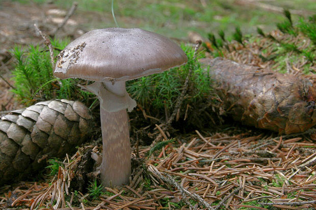 muchotrávka porfýrovosivá Amanita porphyria Alb. & Schwein.