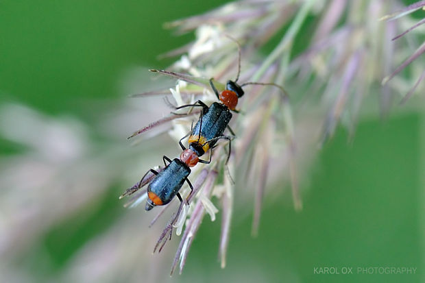 bradavičník rudokrký /CZ/ Axinotarsus ruficollis