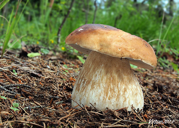 hríb smrekový Boletus edulis Bull.