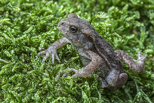 ropucha obyčajná  Bufo bufo