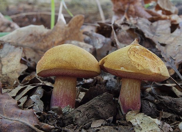 rubínovec obyčajný Chalciporus rubinus (W.G. Sm.) Singer