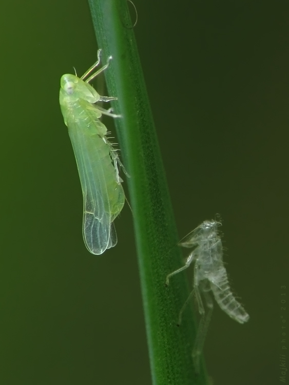 cikádka Empoasca sp.