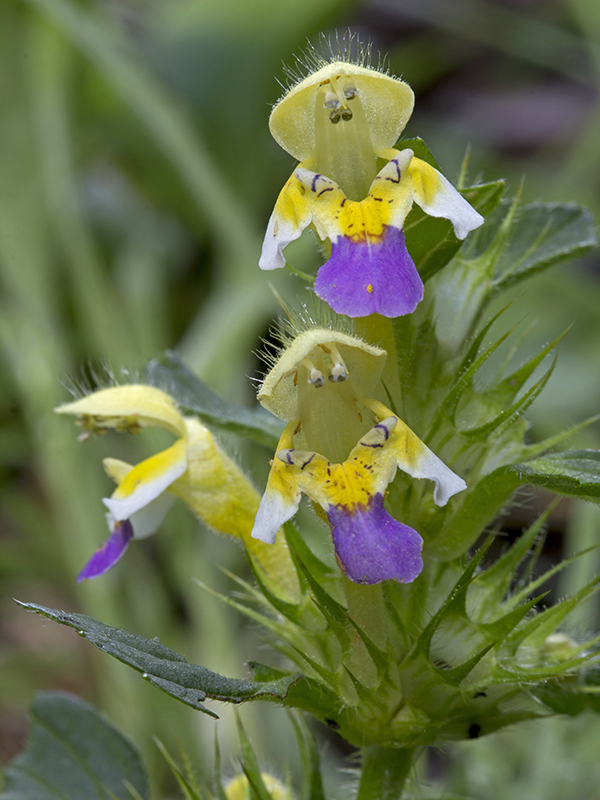 konopnica úhľadná Galeopsis speciosa Mill.