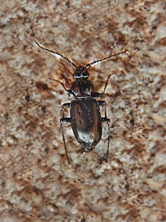 střevlíček Loricera pilicornis Fabricius, 1775