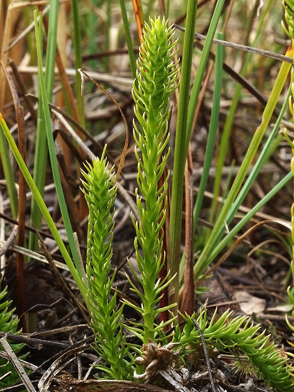 plavúnec zaplavovaný Lycopodiella inundata (L.) Holub