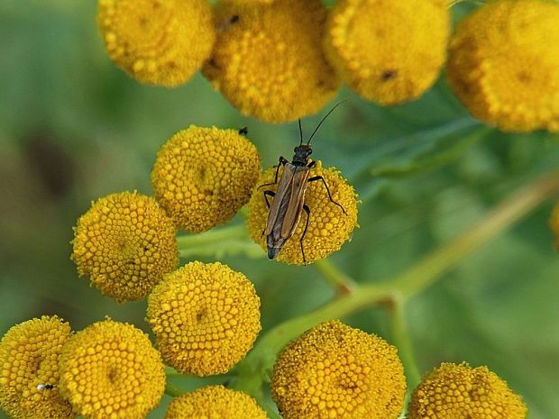 stehnáč Oedemera femorata Scopoli, 1763