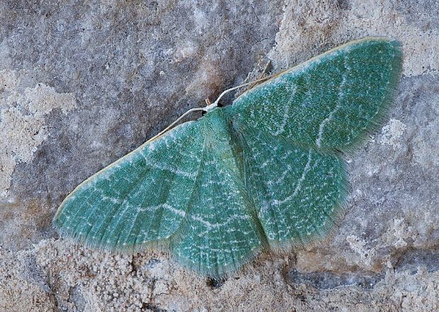 piadivka smldníková Phaiogramma etruscaria