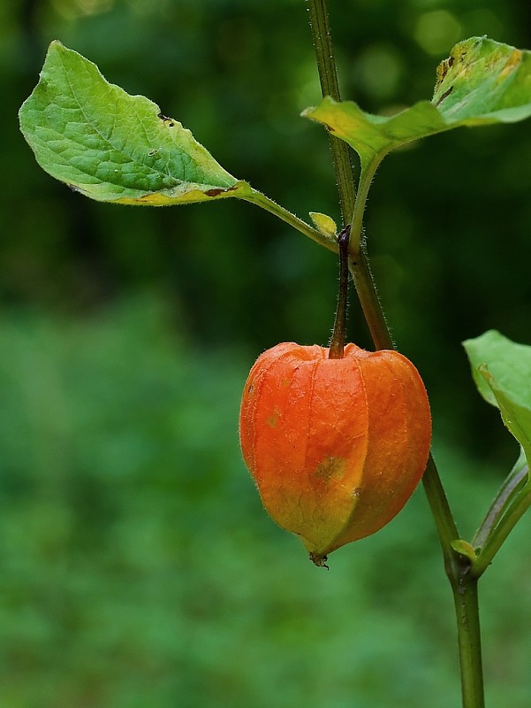 machovka čerešňová Physalis alkekengi L.