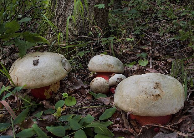 hríb satanský Rubroboletus satanas f. satanas (Lenz) Kuan Zhao & Zhu L. Yang