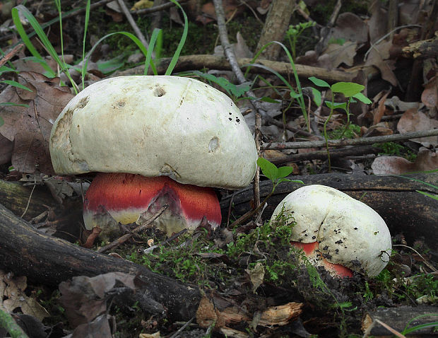 hríb satanský Rubroboletus satanas f. satanas (Lenz) Kuan Zhao & Zhu L. Yang