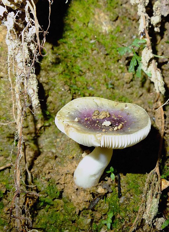 plávka Russula sp.