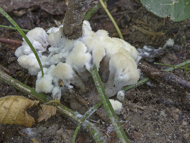 plesňovka Thelephora sp.