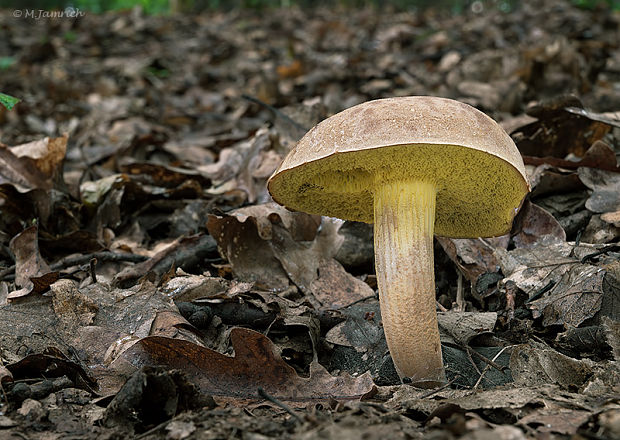 suchohríb plstnatý Boletus subtomentosus L.