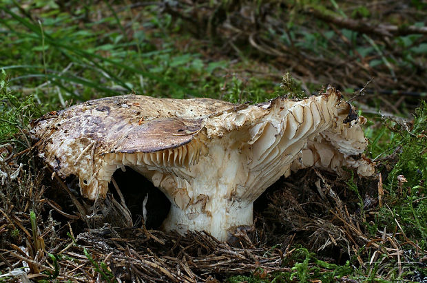 náramkovka cisárska Catathelasma imperiale (P. Karst.) Singer