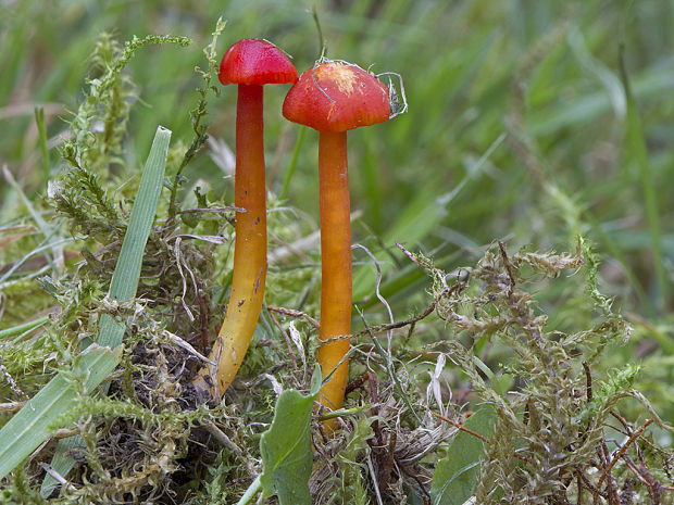 lúčnica cf. blednúca Hygrocybe cf. insipida