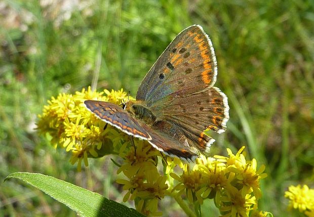 ohniváčik čiernoškvrnitý Lycaena tityrus