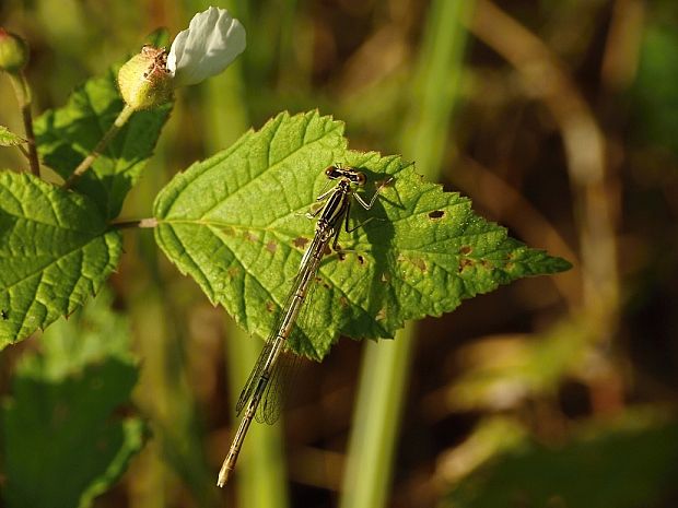 šidielko ploskonohé Platycnemis pennipes