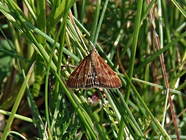 vijačka stepná Pyrausta despicata Scopoli, 1763