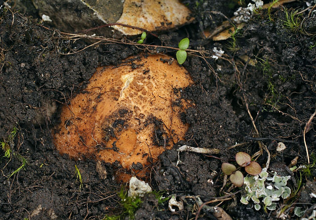 koreňovec Rhizopogon sp.