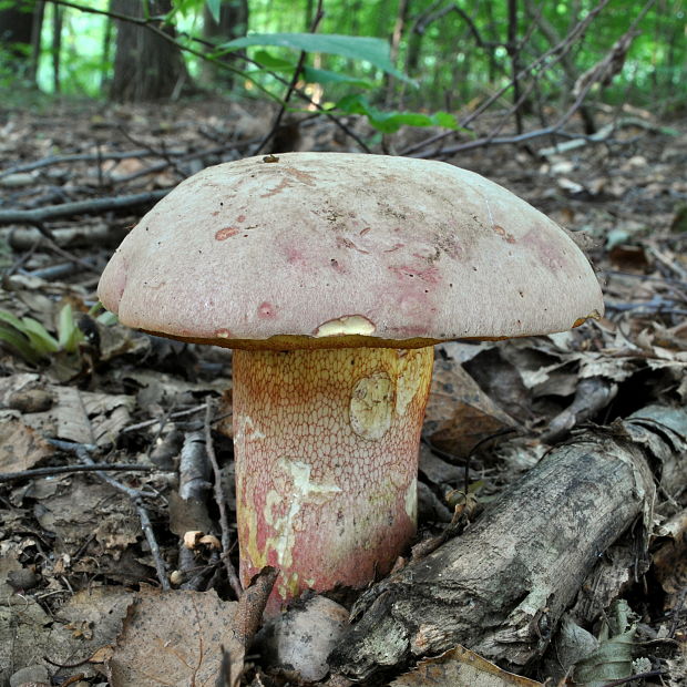 hríb Le Galovej Rubroboletus legaliae (Pilát & Dermek) Della Maggiora & Trassin.