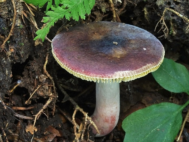 plávka Russula sp.