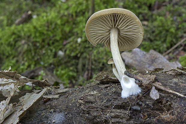 smeťovička Simocybe sp.