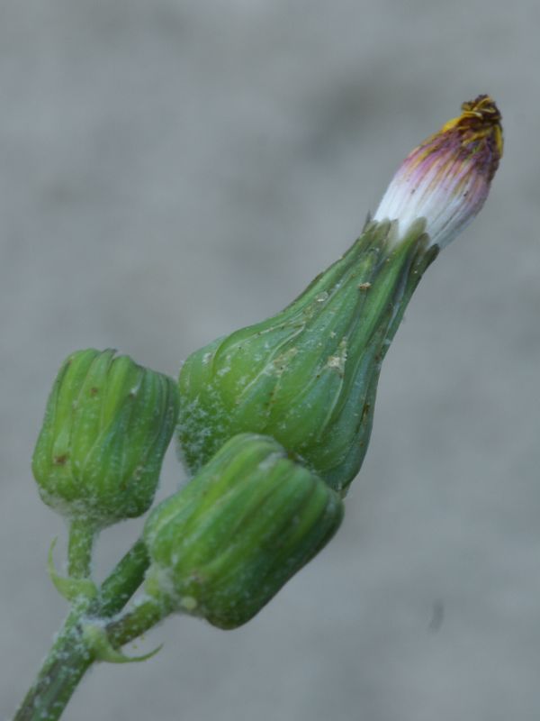 mlieč zelinný/mléč zelinný Sonchus oleraceus L.