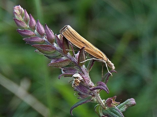 trávovec trávový Agriphila tristella Denis & Schiffermüller, 1775