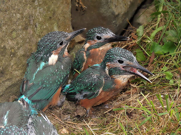 ledňáček říční Alcedo atthis