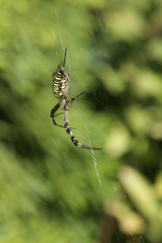 križiak pásavý Argiope bruennichi (Araneidae)