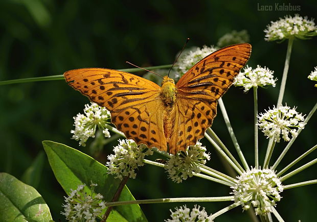 perlovec striebristopásavý  Argynnis paphia